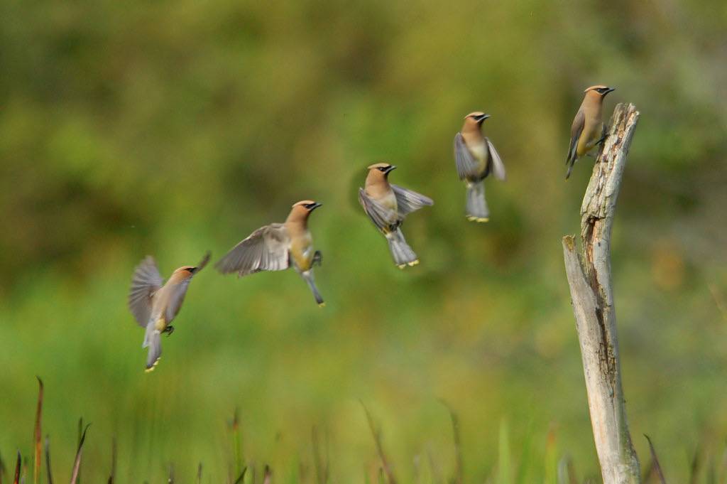 Cedar Waxwing (Bombycilla cedrorum) Landing by TrombaMarina is licensed under CC BY-NC-SA 2.0